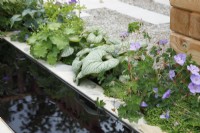 Vue de la plantation près du ruisseau étroit dans The Communication Garden qui comprend Brunnera macrophylla 'Jack Frost', Geranium wallichianum 'Azure Rush' et Soleirolia soleirolii - Designer : Amelia Bouquet - Sponsors : London Stone, Practicality Brown, Urbis Design -