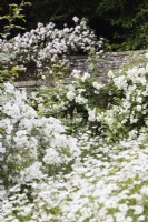 Schéma de couleurs de fleurs blanches, y compris Rosa 'White Flight' poussant sur le mur - rose centrale au point. Les terrasses supérieures. Juillet. L'été. Gloucestershire, Royaume-Uni.