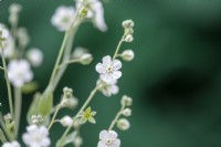 Omphalodes linifolia 'Petite Blanche Neige'