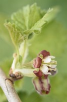 Ribes x nidigrolaria Jostaberry Flower Croisement hybride d'un cassis et de deux variétés de groseilles avril