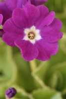 Primula x pubescens 'Boothman's Variety' Auricula Avril