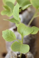 Brassica oleracea Groupe Capitata Chou 'Dutchman' Semis cultivés dans des granulés de tourbe montrant les feuilles des graines et les premières vraies feuilles Avril