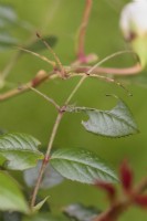 Dommages à la plante causés par la tenthrède du rosier - Arge ochropus