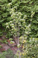 Jeune arbre Pyrus communis 'Doyenne du Comice' fleuri - Avril