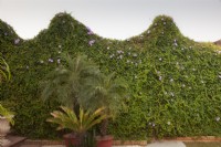 Ipomoea cairica couvrant le mur avec des palmiers et des cycas en pots - Cairo Morning Glory