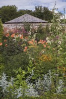 Plantation de fin d'été sur le thème de l'orange et du rose ; les plantes comprennent Dahlia 'David Howard; Dahlia 'Cornels Bron'; Alcea x althea 'Parkalee'; Eupatorium maculatum