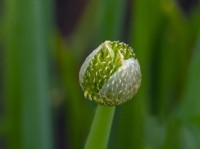 L'oignon gallois Allium fistulosum bourgeons éclatant en fleur