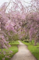 Vue de Prunus x subhirtella 'Pendula Rubra' en fleurs et chemin