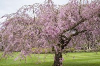 Prunus x subhirtella 'Pendula Rubra' en fleurs
