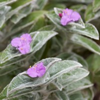 Tradescantia sillamontana