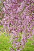 Prunus x subhirtella 'Pendula Rubra' en fleurs