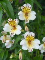 Alstroemeria 'Apollo' - Lys péruvienne en fleur fin juin Norfolk
