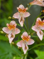 Alstroemeria 'Inca Ice' - Lys péruvienne 'Inca Ice' en fleur fin juin Norfolk