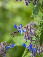 Borago officinalis et abeille Apis mellifera Avril Norfolk