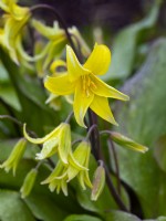 Erythronium 'Pagode' - Truite Lily