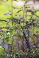 Solanum atropurpureum - Diable violet