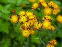 Hieracium brunneocroceum - Orange Hawkbit également connu sous le nom de Fox and Cubs Juin