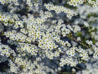 Spiraea 'Arguta' en fleur mi-avril Norfolk