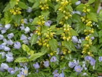 Anemone nemorosa 'Royal Blue' Mi-avril Norfolk