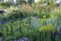 Vue du RHS Garden for a Green Future où la plantation comprend Allium sphaerocephalon, Achillea 'Terracotta', Euphorbia ceratocarpa - Designer : Jamie Butterworth