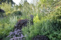 La plantation dans le RHS Garden for a Green Future comprend Fagus sylvatica 'Atropurpurea', Symphyotrichum oblongifolium 'October Skies' - Concepteur : Jamie Butterworth