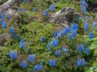 Corydalis flexuosa « China Blue » et vieilles souches de chêne