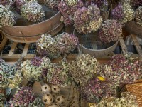 Fleurs d'hortensia séchées, paniers, pots et tamis de jardin mi-avril Norfolk