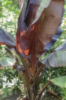 Ensete ventricosum ' Murelii ' Banane éthiopienne