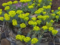 Euphorbia myrsinites - Euphorbe myrte - poussant sur des rochers en mars Norfolk