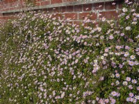 Felicia petiolata escalade le long du mur au printemps Norfolk