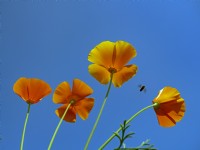 Eschscholzia californica - Pavot de Californie et syrphe