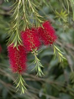 Melaleuca citrina - Goupillon cramoisi