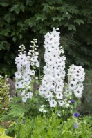 Delphinium 'Fontaines Magiques Blanc Pur'