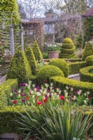 Buxus formel - Jardin de nœuds de boîte avec topiaire au printemps avec tulipes