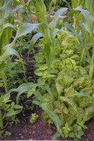 Interplanter le maïs doux Zea mays avec Lactuca sativa - La laitue aide à supprimer la croissance des mauvaises herbes