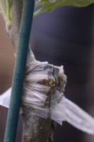 Tige expansible d'un Malus greffé - boutures partielles de ruban adhésif et support de la tige avec une canne pour permettre l'expansion