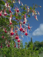 Fuchsia 'Checkerboard' en fleur Août