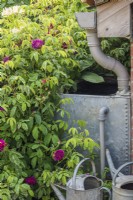 Réservoir d'eau en métal avec gouttière pour la récupération des eaux de pluie du bâtiment avec arrosoirs et roses