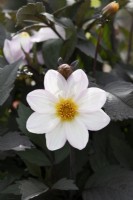 Dahlia 'Dahlegria Blanc'