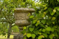 Une grande pierre urne sculptée d'un motif de raisin sur un socle par Tilia - Tilleul - feuillage.