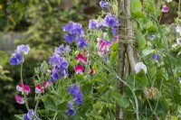 Lathyrus odoratus 'Just Julia' - Pois de senteur poussant sur un wigwam noisette