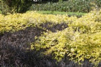 Ophiopogon planiscapus 'Nigrescens' Mondo grass, Cockburnus rubus 'Golden Vale' Ronce à tige blanche