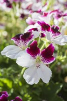Pelargonium 'Australian Mystery' gros plan de fleur