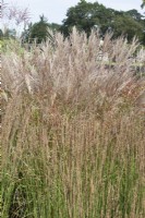 Miscanthus sinensis 'Undine' Molina caerulea 'Moorhexe'