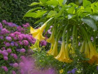 Brugmansia aborea 'Trompette de l'Ange' et Hortensias en arrière-plan Août