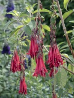 Salvia dombeyi - Sauge bolivienne géante Juillet Eté
