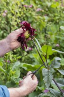 Jardinier deadheading passé Dahlia 'Black jack' fleur