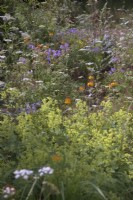 Anthriscus sylvestris - Cow Parsley, Primula bulleyana, Alchemella mollis et Geranium pratense - Géranium des prés dans des plantations naturalistes sur argile lourde