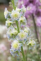 Delphinium 'Highlander Moonlight'