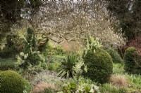 Le magnolia s'étend au-dessus des ifs taillés avec Euonymus fortunei 'Emerald Gaiety' qui les survole à Lower House, Powys en mars